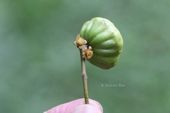 Pleiogynium solandri